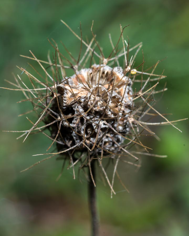 Sixalix atropurpurea / Vedovina marittima